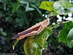 Stenocatantops splendens