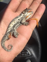 Bradypodion occidentale