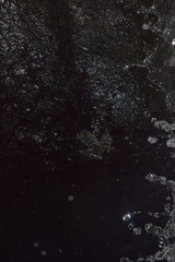 Staurois latopalmatus