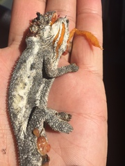 Bradypodion occidentale