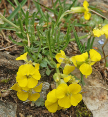 Erysimum jugicola