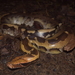Bornean Short Python - Photo (c) fhadlikennedi, some rights reserved (CC BY-NC), uploaded by fhadlikennedi