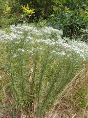Eupatorium hyssopifolium