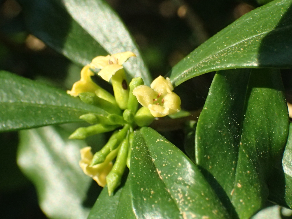 Daphne arisanensis (Daphne arisanensis)