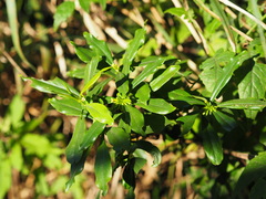 Daphne arisanensis