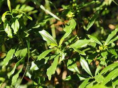Daphne arisanensis