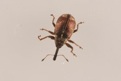 Anthonomus sorbi