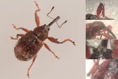 Anthonomus bituberculatus