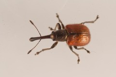Tatianaerhynchites aequatus