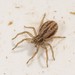 Five-striped Spider - Photo (c) Andreas Bennetsen Boe, some rights reserved (CC BY-NC-ND), uploaded by Andreas Bennetsen Boe