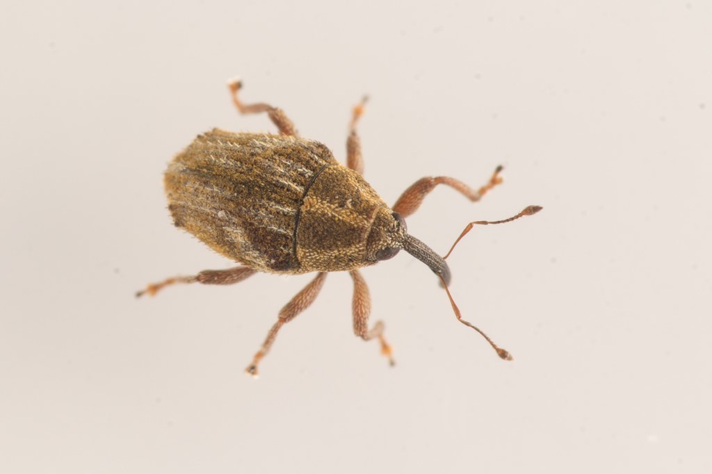 Trichosirocalus troglodytes