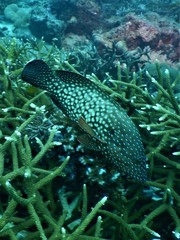 Cephalopholis cyanostigma