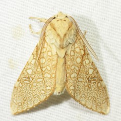 Lophocampa mixta