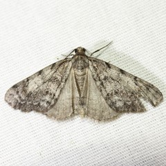 Galenara