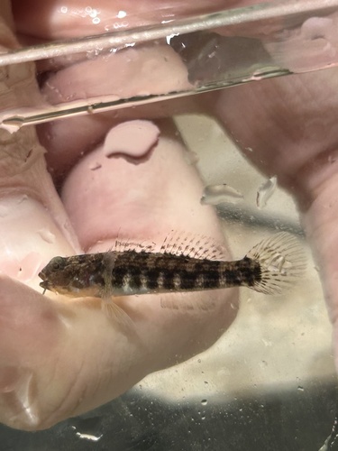 Island frillfin (Bathygobius mystacium) — Gobiidae — 3
