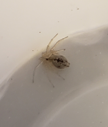 Putus dwarf round-headed spider