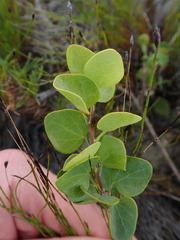 Cissampelos capensis