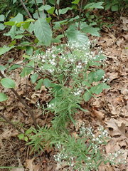 Eupatorium hyssopifolium
