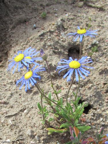 Felicia bergeriana, photograph 4