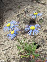Felicia bergeriana