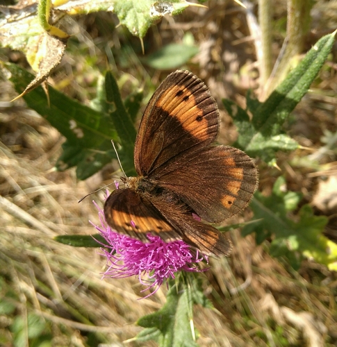 Autumn Ringlet