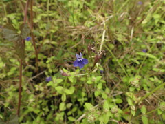 Lobelia alsinoides