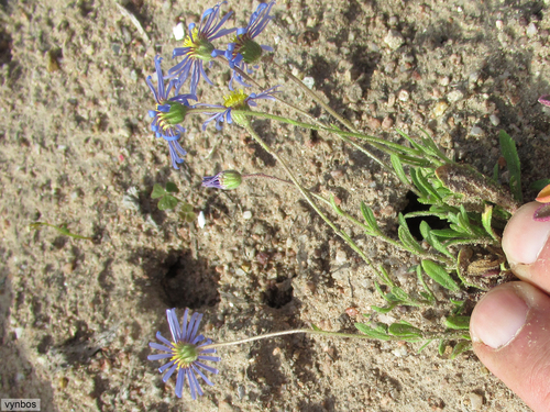 Felicia bergeriana, photograph 3