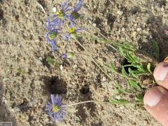 Felicia bergeriana