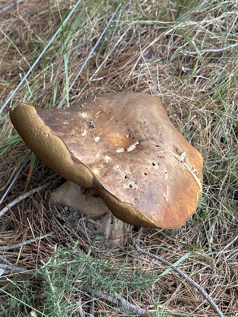 Boletus edulis · March 2025 · photo: © phytomine (iNaturalist, cc0)