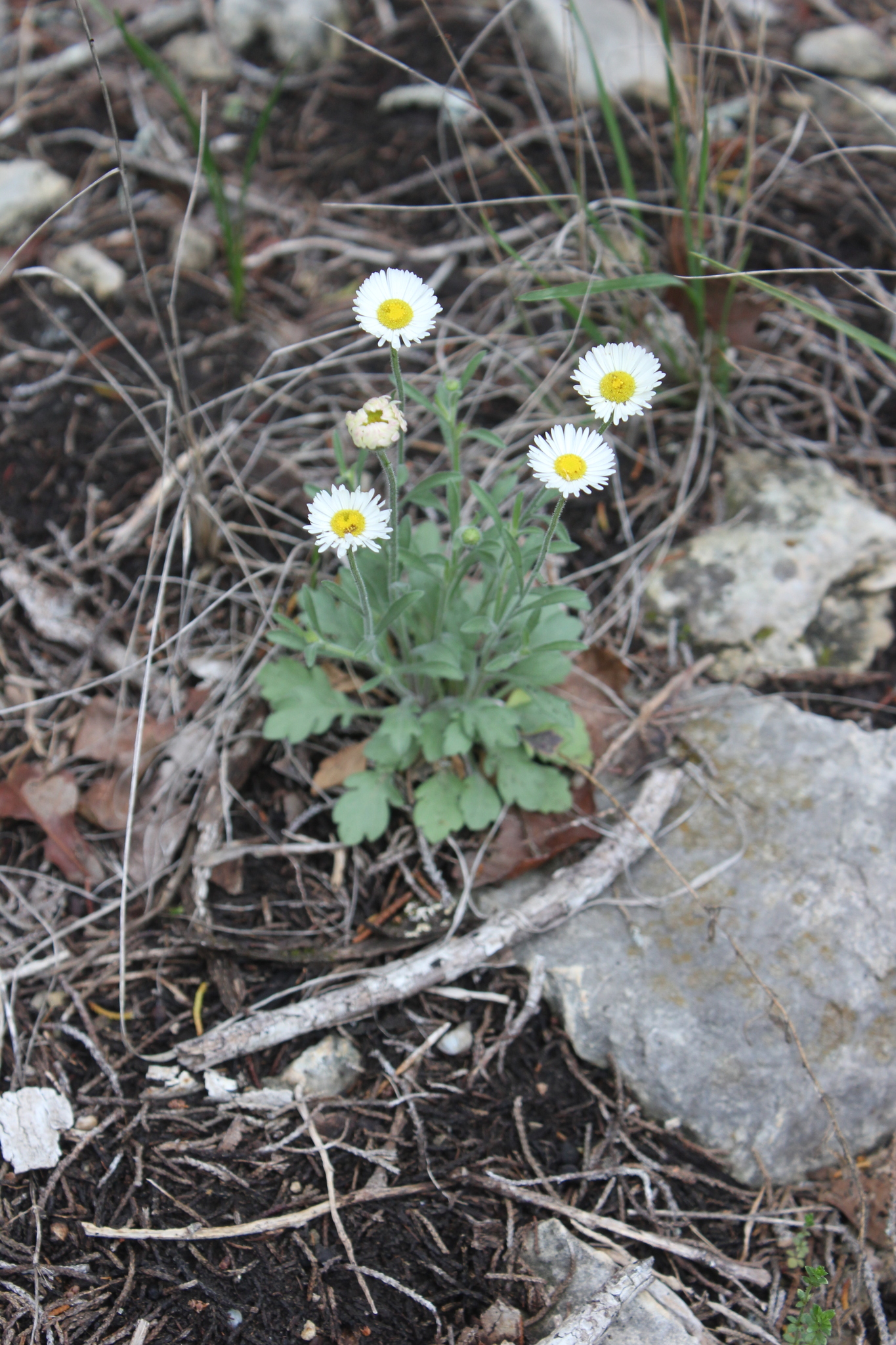 Erigeron modestus