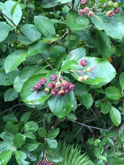 Aronia mitschurinii