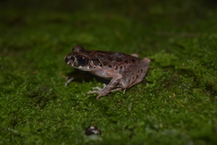 Leptobrachella hamidi