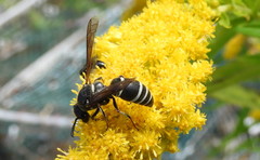 Euodynerus leucomelas