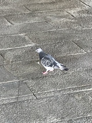 Columba livia domestica