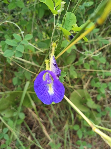 Blue Pea