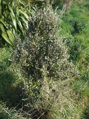 Corokia