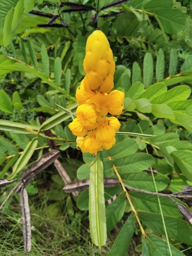 Candelabra Bush