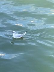 Chroicocephalus ridibundus