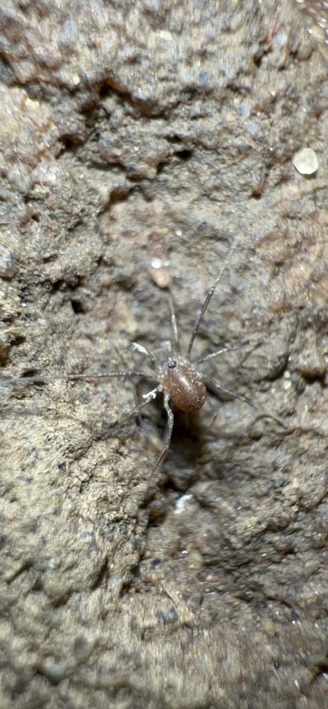 Cavernicolous Harvestman