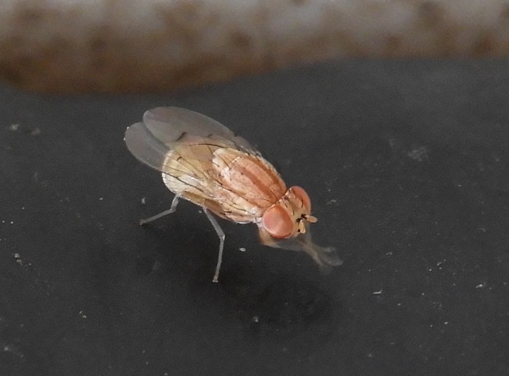 Poecilominettia picticornis