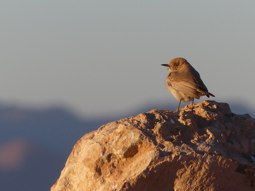 Red-rumped Wheatear (Oenanthe moesta), photo 10
