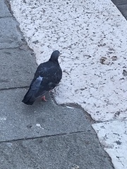 Columba livia domestica