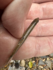 Mountain Shiner photo 4