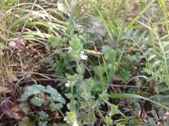 Euphrasia hirtella