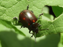 Leptinotarsa behrensi