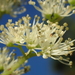 Hydrangea integrifolia - Photo (c) 葉子, μερικά δικαιώματα διατηρούνται (CC BY-NC-ND)