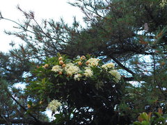 Hydrangea integrifolia