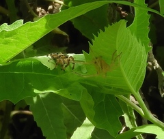 Curicaberis culiacan