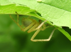 Curicaberis culiacan