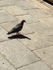 Columba livia domestica